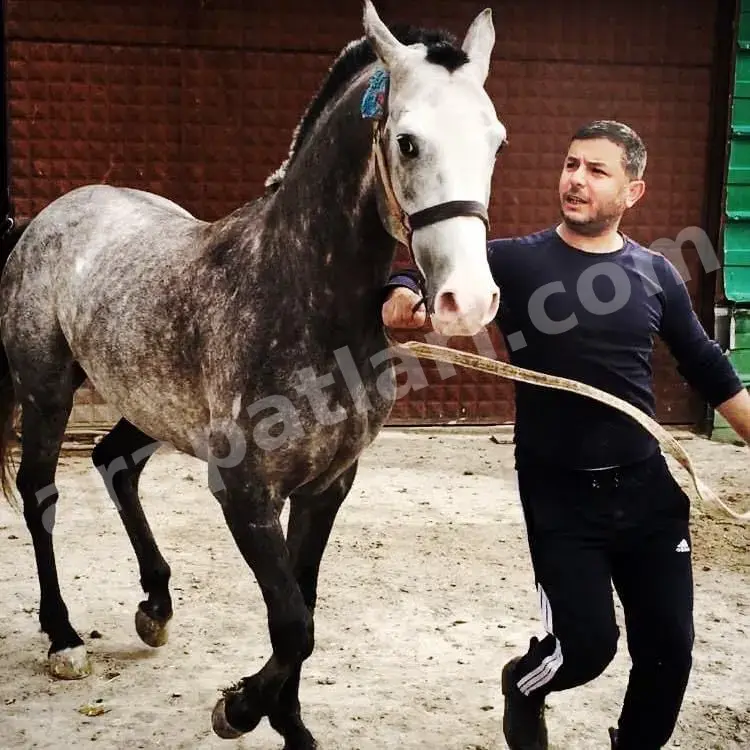 Kum çalışma alanı ve idman pisti — Arapatları