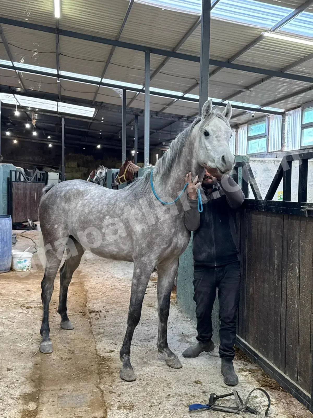 Havalandırmalı kapalı ahır ve bireysel bokslar — Arapatları Ankara